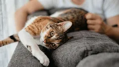 Wenn deine Katze dich als Mama sieht: 7 Signale, dass du für sie mehr als nur ein Mensch bist